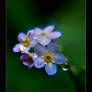 Forget-me-not