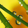 .:Spring droplet:.