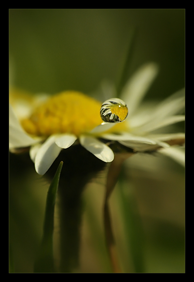 .:Daisy:. II