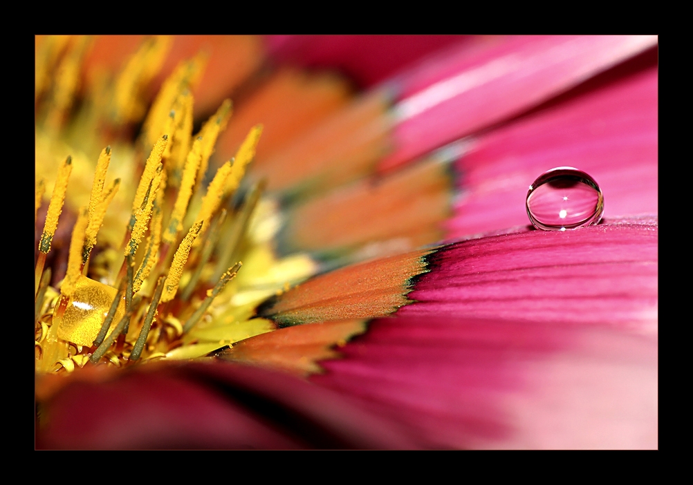 .: Spring droplet :.