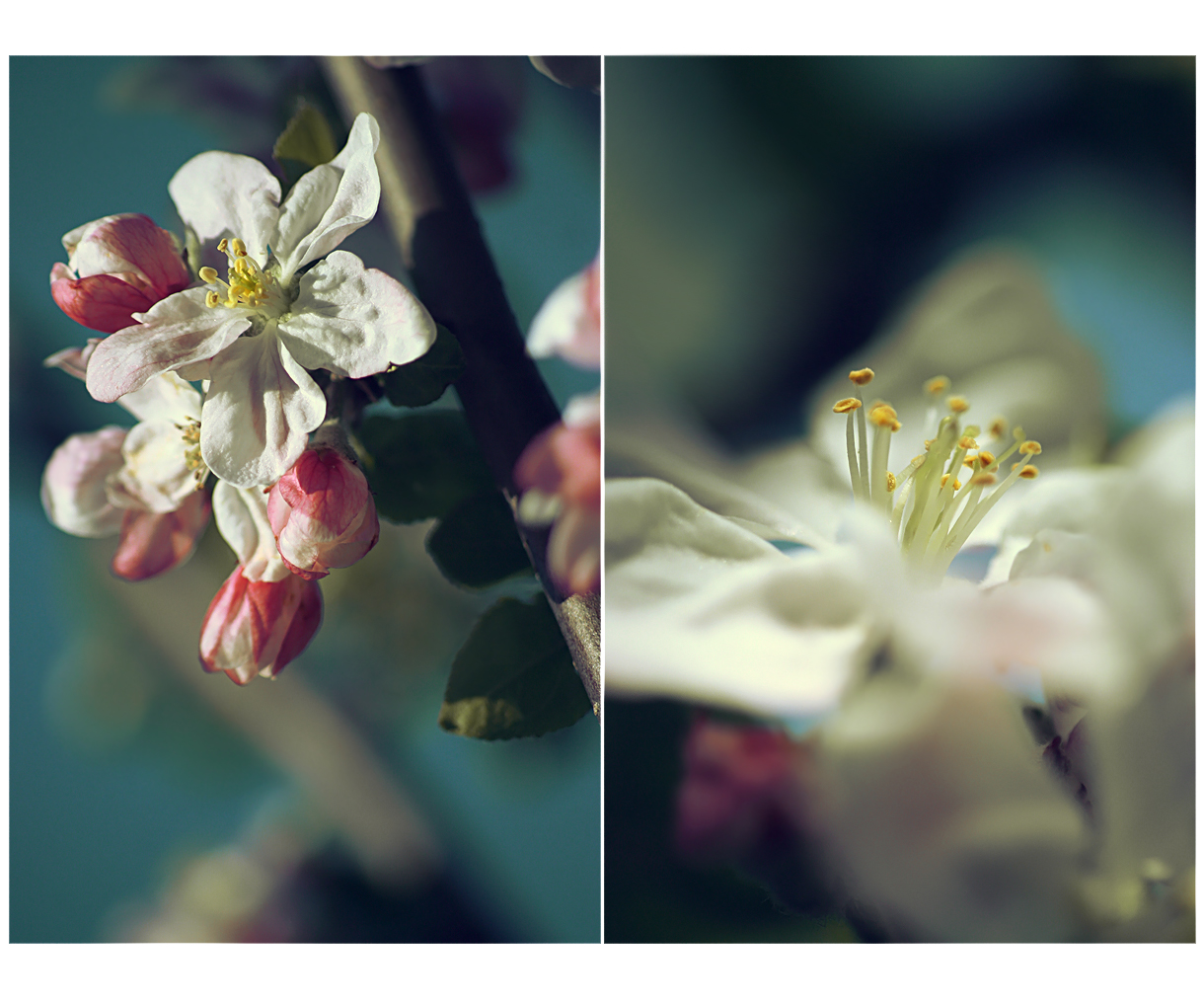 .: Apple bloosom :.