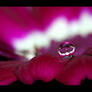 .: Spring droplet :. II