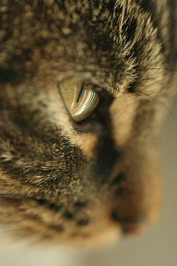 .: Focused cat :.