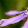 .: Purple droplet :.