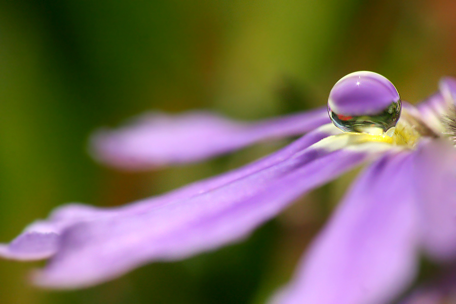 .: Purple droplet :.