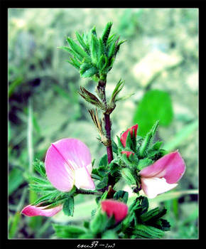 Unique Flower