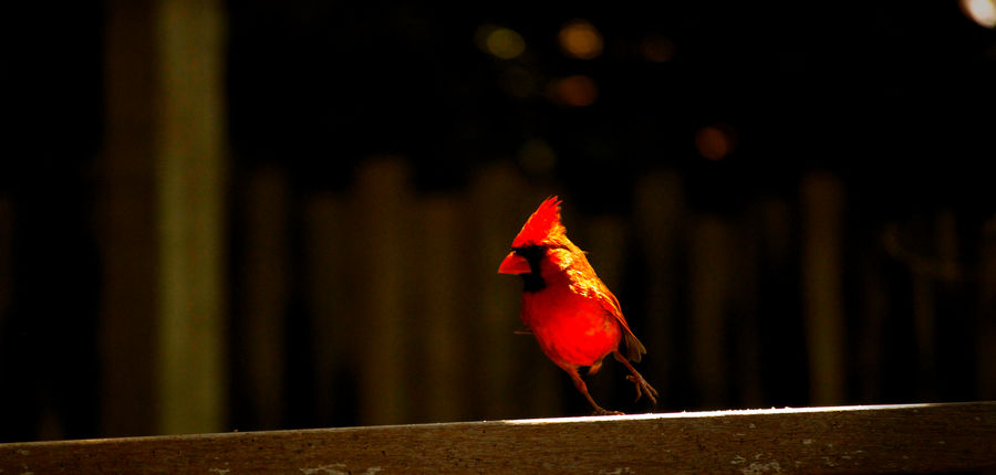 Cardinal