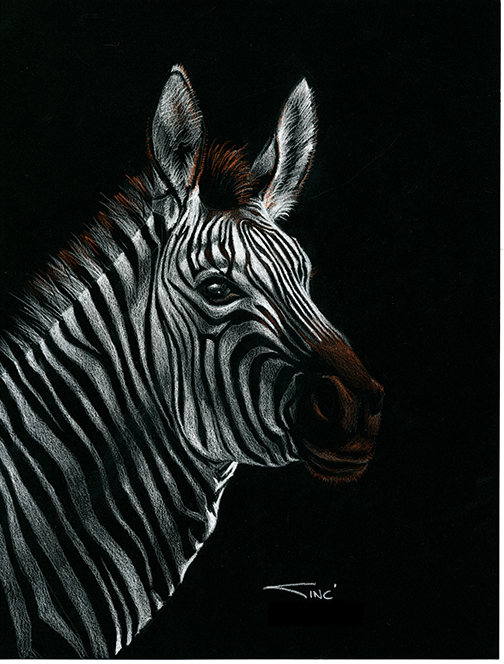 Zebra on Black-1