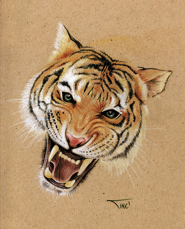 Roaring tiger