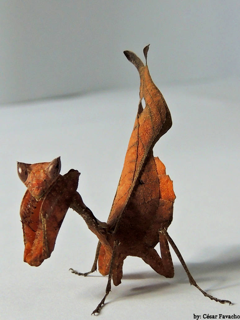 Acanthops erosa by CesarFavacho on DeviantArt