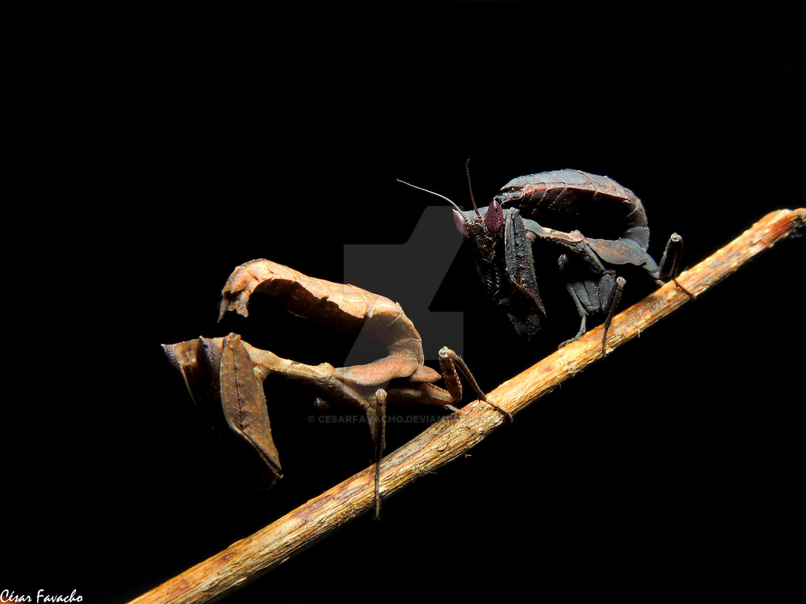 Acanthops by CesarFavacho on DeviantArt