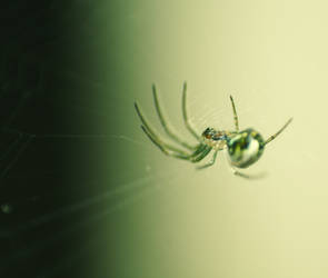 1milimeter Spider