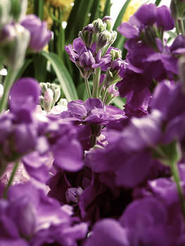 Violet Delphinium