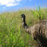 Emu