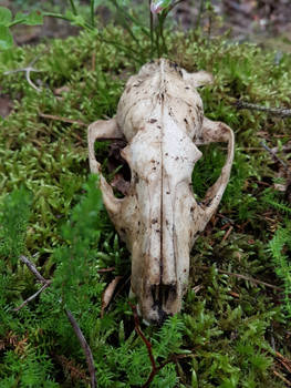 Fox skull