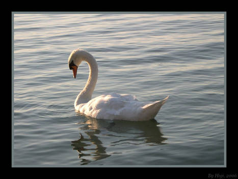 Swan