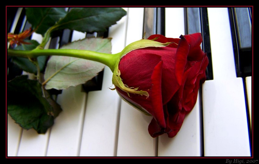 Rose On Piano