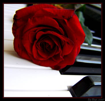 Rose On Piano II