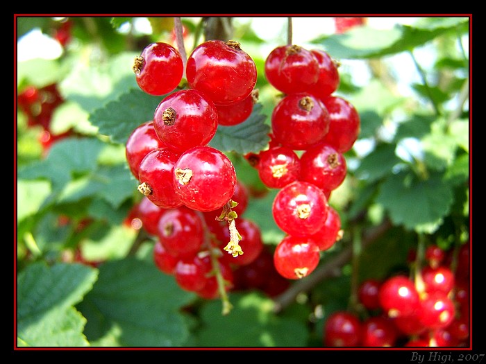 Redcurrant