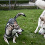 czechoslovakian wolfdog and Alaskan Malamute