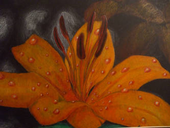 Tiger Lily