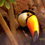 Toucan