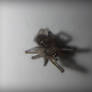 1 mm spider