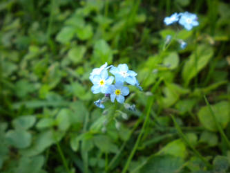 Forget-me-not