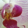 Orchid 8