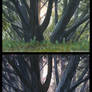 Study of Trees in Day and Evening