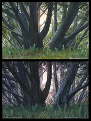 Study of Trees in Day and Evening