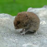 wild baby mouse