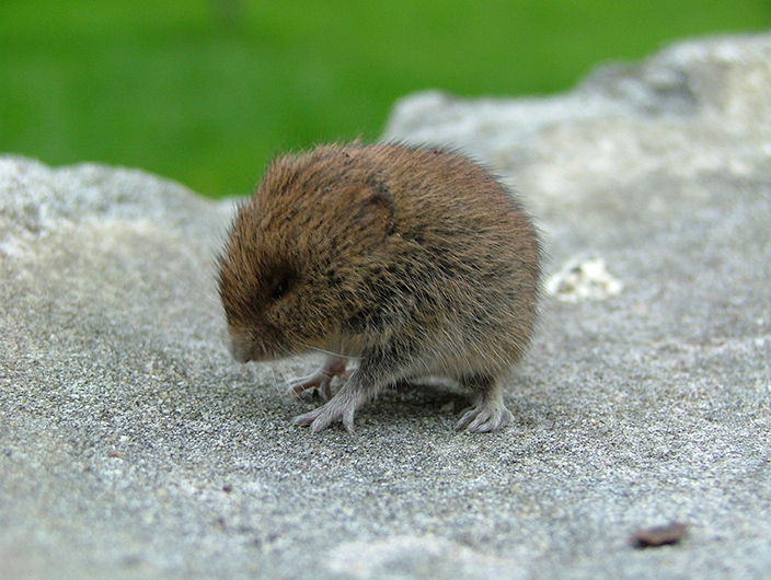 wild baby mouse