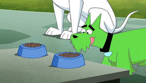Tails Terrier about to eat