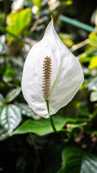 Spathiphyllum (Espatifilo)