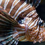 Lion fish