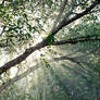 Tree and light