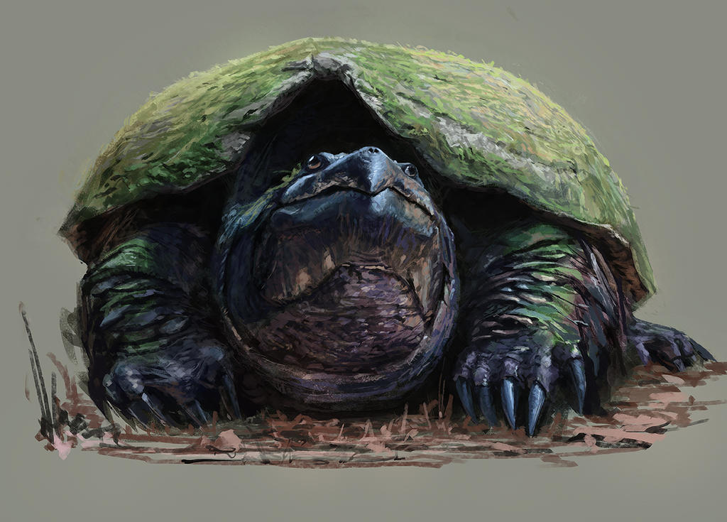 Turtle study by N7U2E on DeviantArt