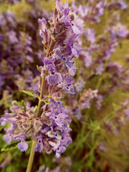 Purple flowers