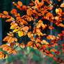 More Autumn Leaves