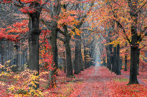 Aging Autumn by tvurk Aging Autumn by tvurk