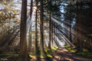 The Rapture