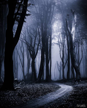Indigo Woods by tvurk Indigo Woods by tvurk