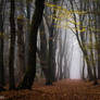 Walk Beneath the Yellow Leaves