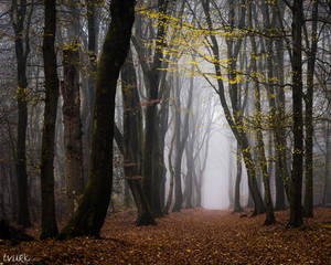 Walk Beneath the Yellow Leaves