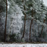 Frosty Trees