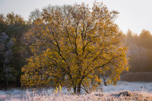 The Tree of Light by tvurk