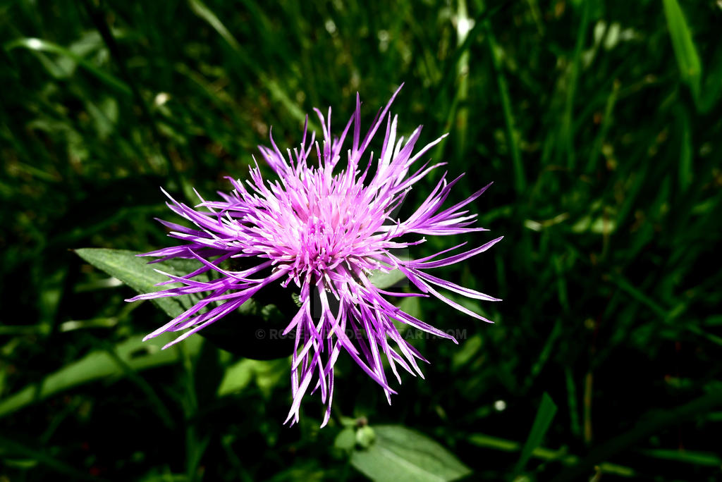 Meadow flower