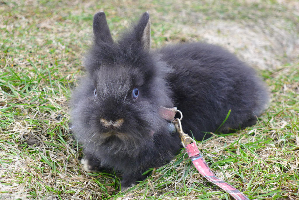 Rabbit Eli by Rose-Kira on DeviantArt