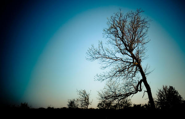 Rootless Tree by bg123 on DeviantArt